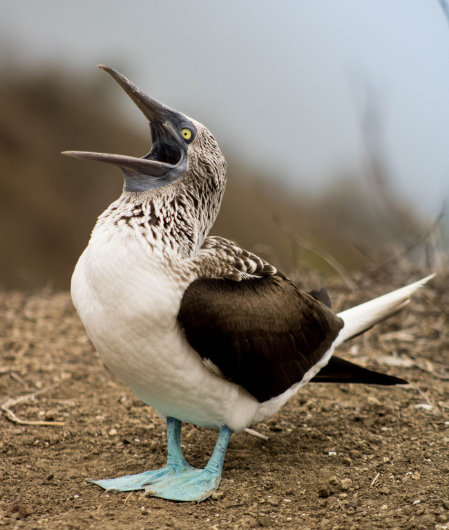 Las aves marinas sudamericanas vuelan más al norte de lo habitual en Panamá, empujadas por El Niño