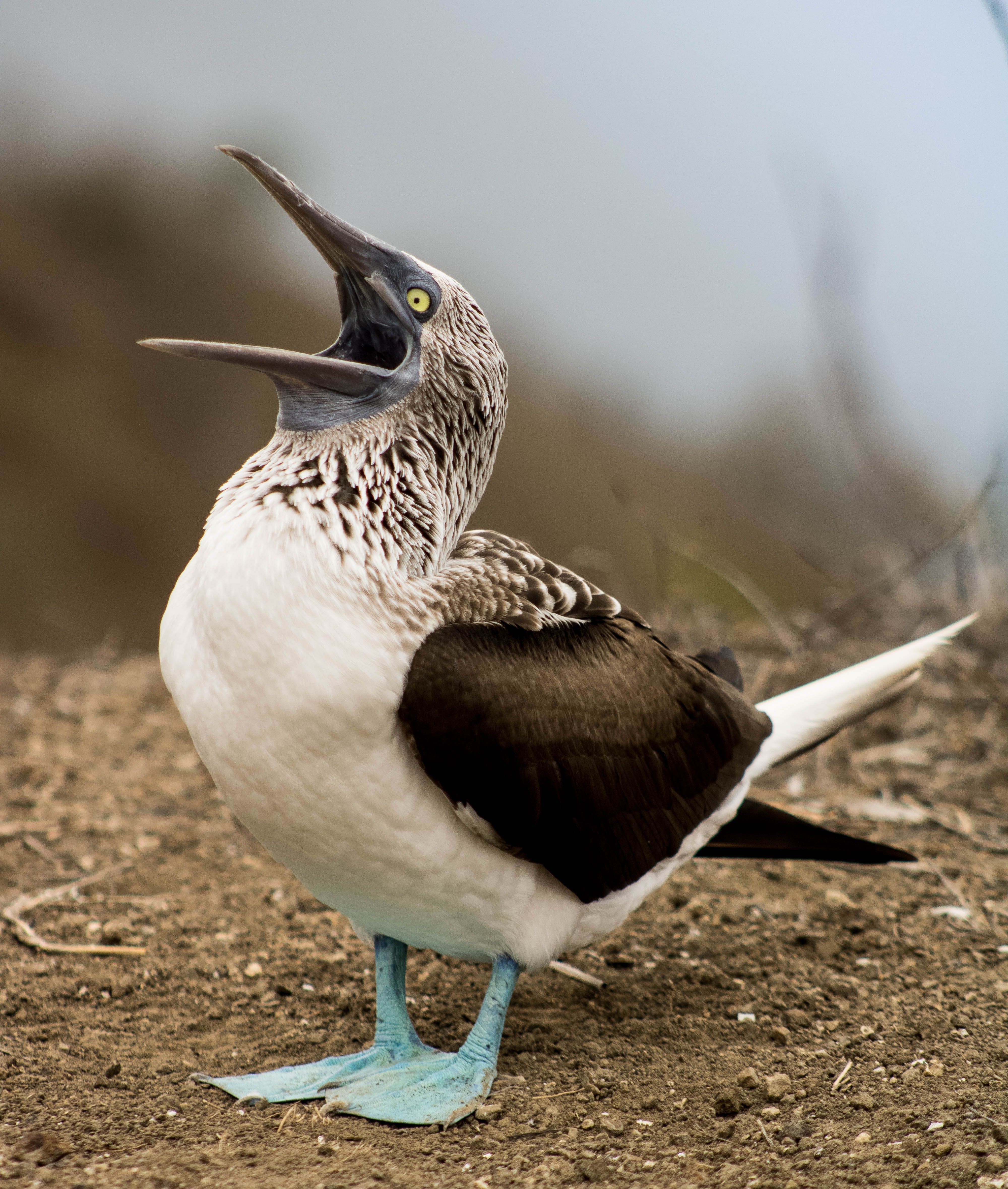 Las aves marinas sudamericanas vuelan más al norte de lo habitual en Panamá, empujadas por El Niño
