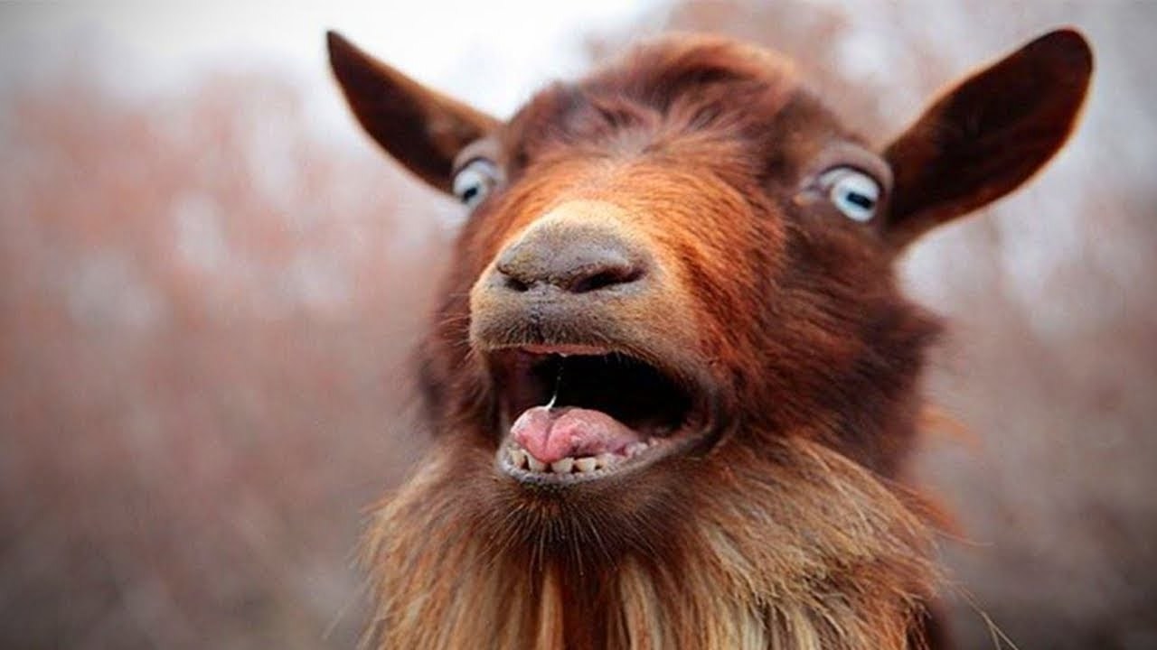 The strange story of the police stealing a goat for a barbecue
