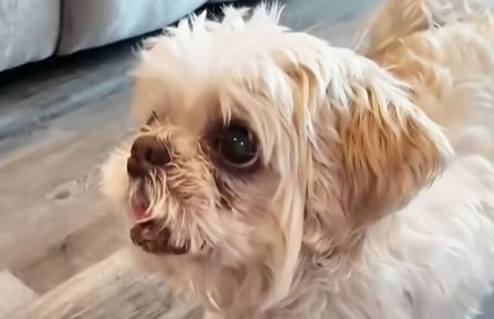 Encuentran a un perro perdido a 1.000 millas de casa con un nombre nuevo