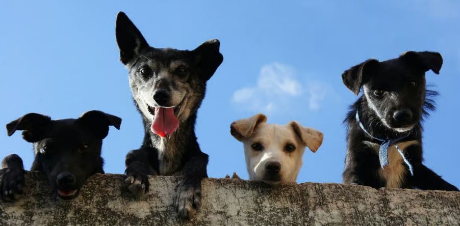 Un hombre demanda a un hotel de lujo para perros por los ladridos constantes