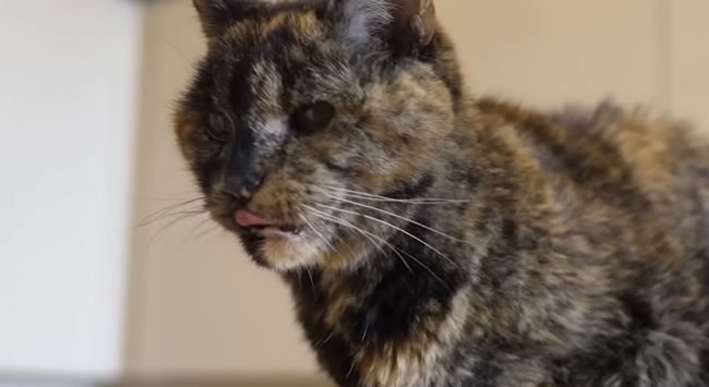 La gata más vieja del mundo celebra su 30 cumpleaños