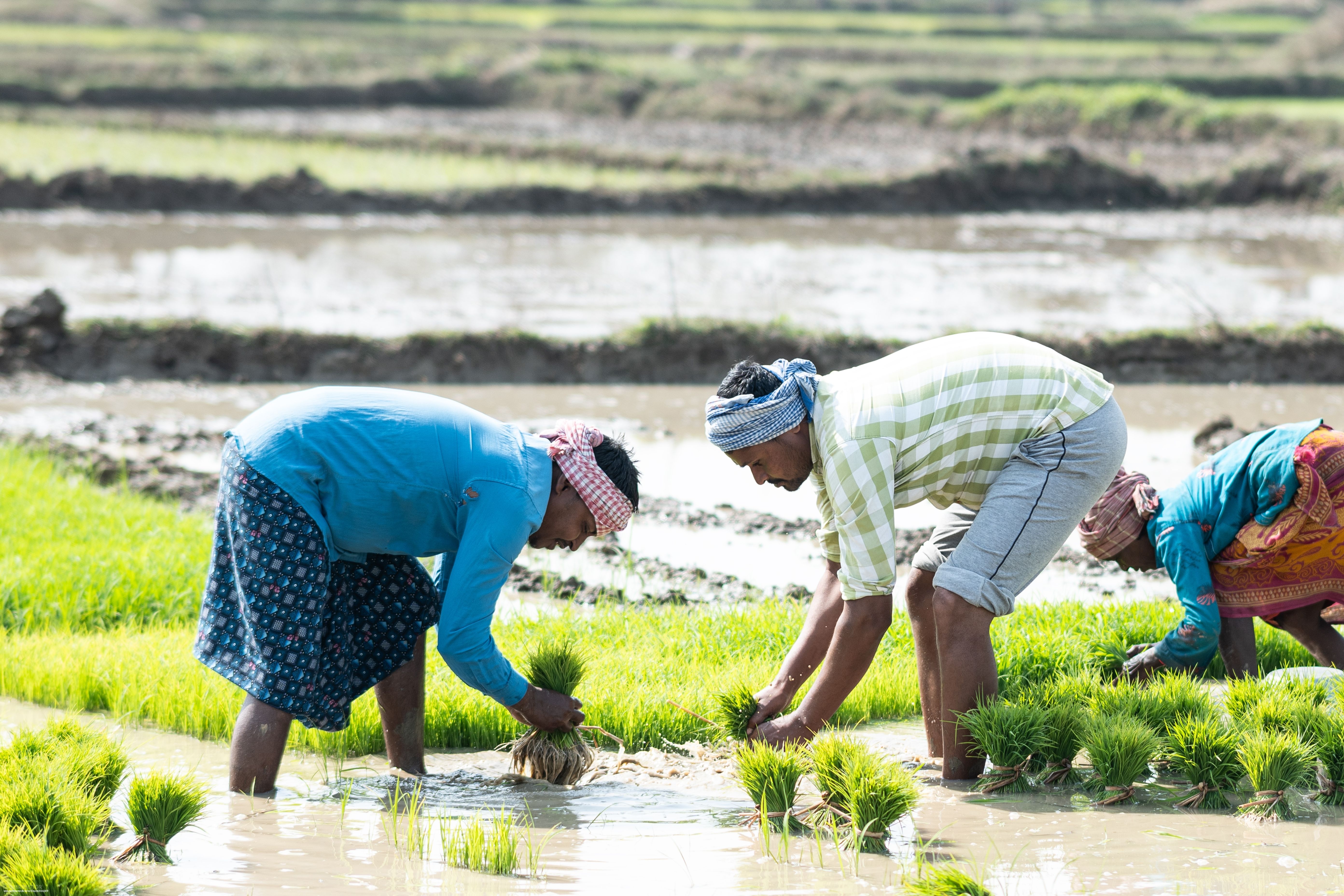 Un mes de junio muy seco y un monzón por debajo de lo esperado ponen en peligro la producción agrícola de la India este año