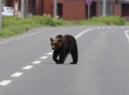 Jap&oacute;n moviliza tropas para combatir la mort&iacute;fera oleada de ataques de osos