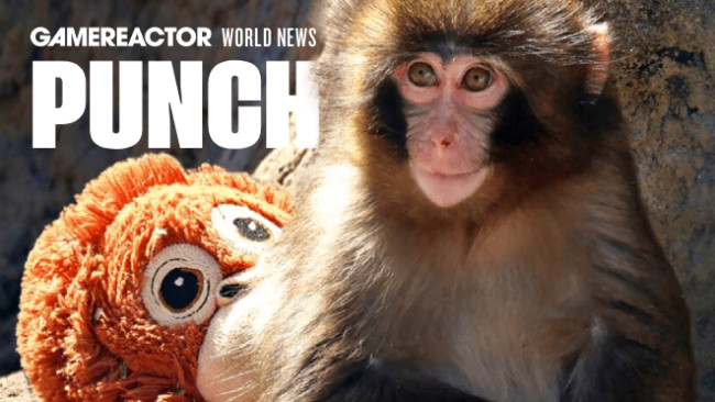 ¿Quién es Punch el mono? El joven macaco que se ha hecho casi más famoso que Donald Trump.