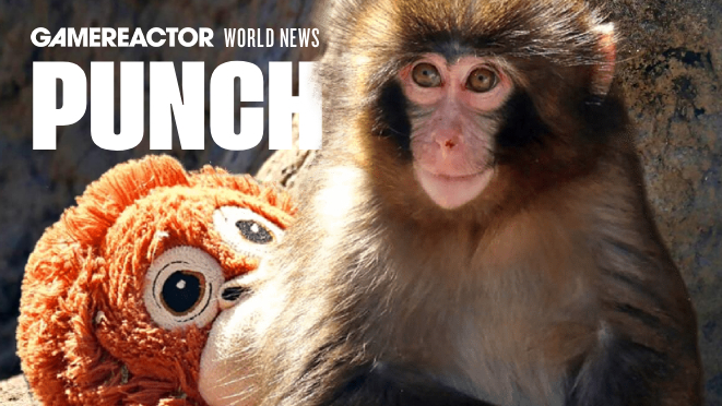 ¿Quién es Punch el mono? El joven macaco que se ha hecho casi más famoso que Donald Trump.