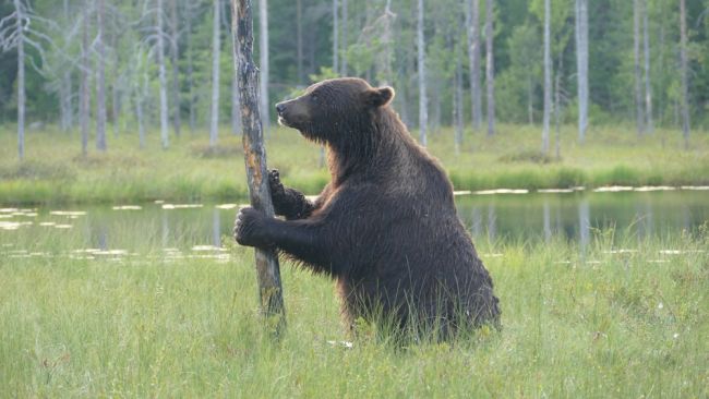Finlandia prolonga el cierre de la frontera con Rusia por motivos de seguridad