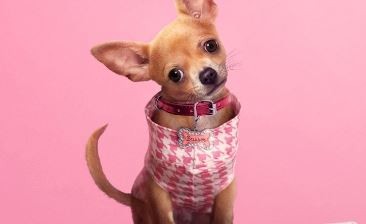 Elle, la serie precuela sobre la joven abogada Elle Woods de Una rubia muy legal, se estrena el 1 de julio en Prime Video