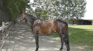 Varenne, considerado el mejor caballo de trote de todos los tiempos, ha fallecido a los 31 años