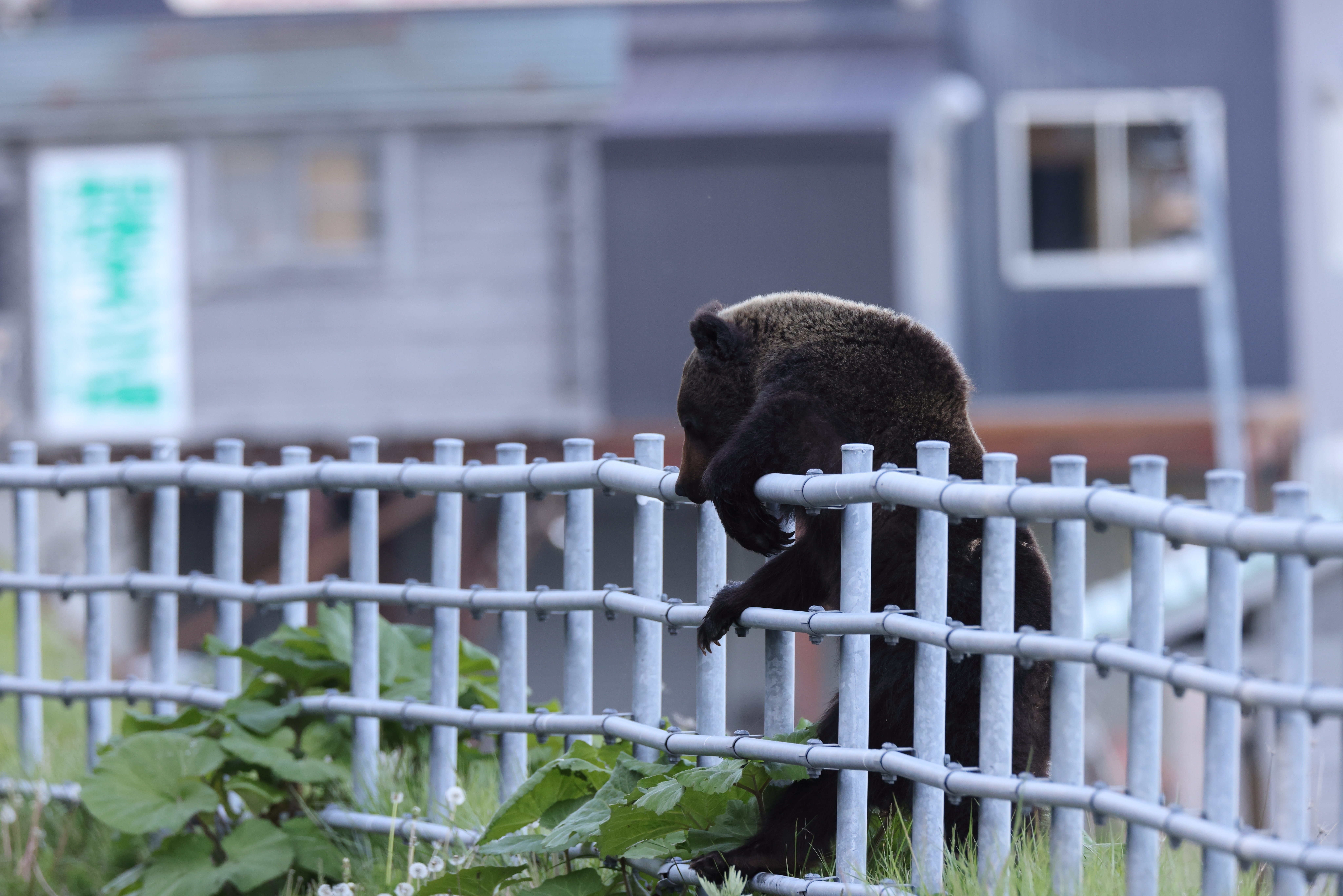 Captan a un oso atacando a un hombre en Japón en una grabación de CCTV