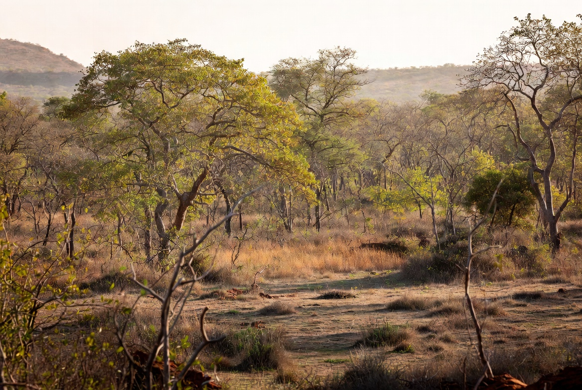 Un nuevo estudio revela un aumento significativo de la superficie forestal en la India