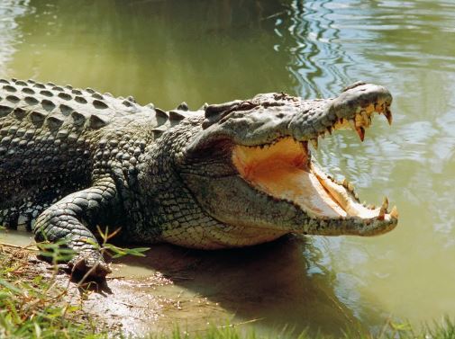 Un reptil gigante luce un vestido de novia en una extraña ceremonia mexicana