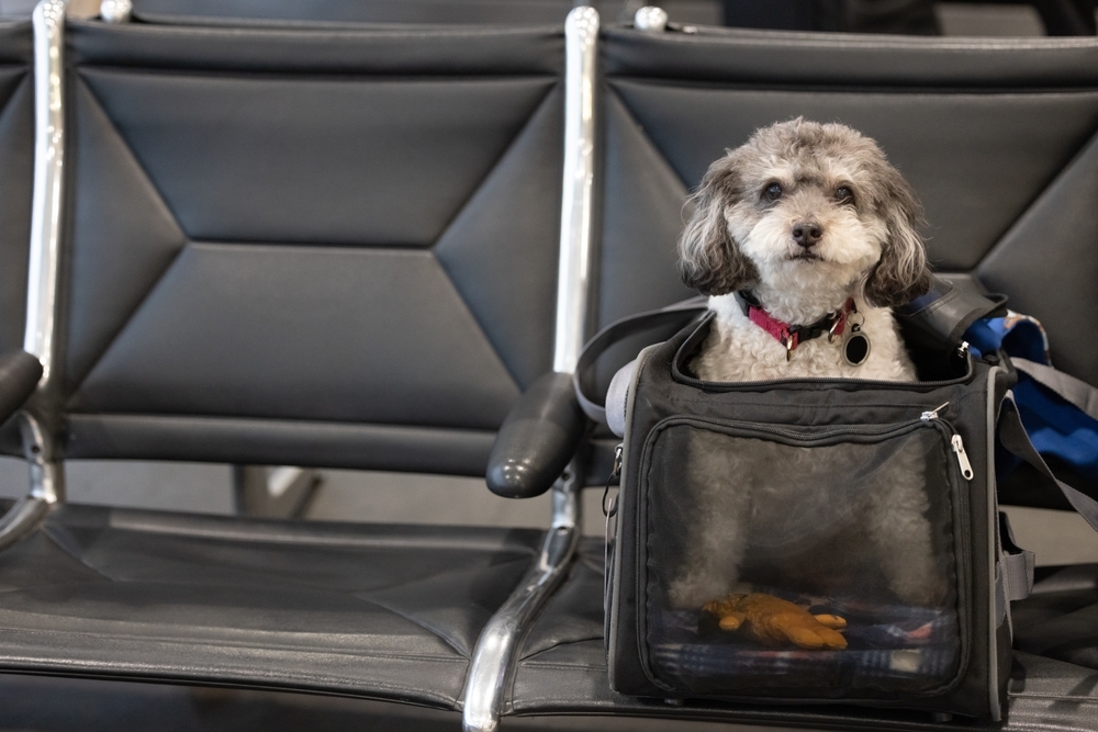 La UE cambia las normas para viajar con mascotas a partir del 22 de abril: Lista de animales afectados y requisitos