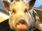 Naughty Dog graba 'mo-cap' hasta de un cerdo