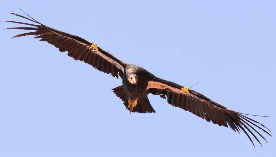 El cóndor de California es avistado en Oregón por primera vez en más de 100 años