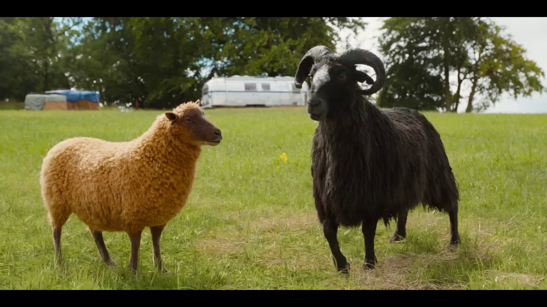 The Sheep Detectives llegará a Prime Video ya mañana mismo