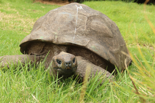 Jonathan, la tortuga reconocida por el Libro Guinness de los Récords como el animal terrestre más viejo del mundo