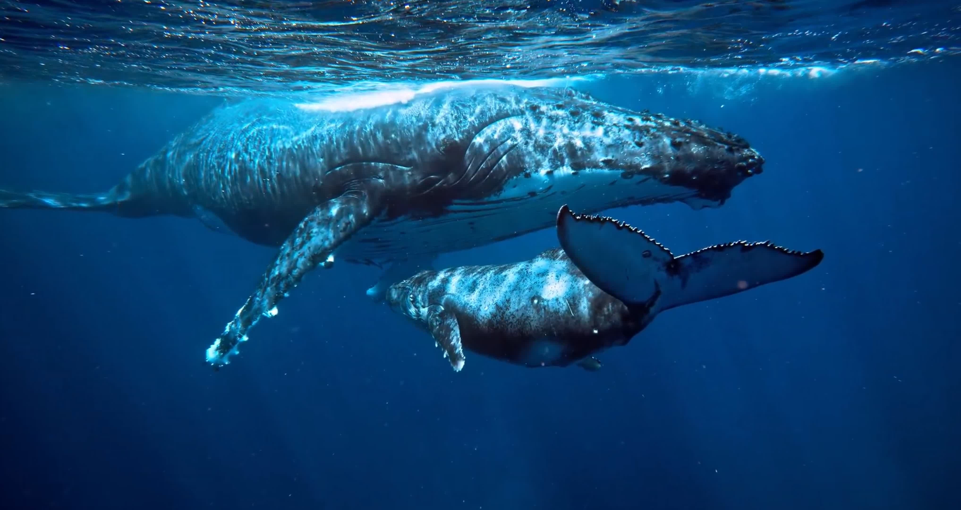 Se ha descubierto un enorme cementerio de ballenas, con restos que datan de hace millones de años