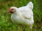 Los veterinarios piden la prohibici&oacute;n total de las jaulas para pollos en el Reino Unido