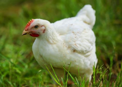 Los veterinarios piden la prohibición total de las jaulas para pollos en el Reino Unido