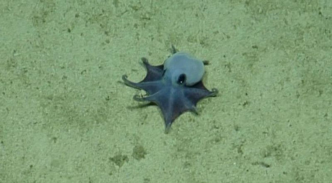 Los científicos descubren un diminuto pulpo azul en las profundidades de las Galápagos