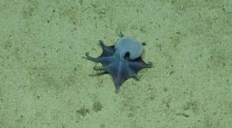 Los científicos descubren un diminuto pulpo azul en las profundidades de las Galápagos