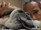 Roscoe, el perro de Lewis Hamilton, est&aacute; en coma: el campe&oacute;n de F&oacute;rmula 1 comparte un sentido mensaje