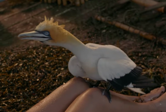 Fans are very upset with the look of the seagull in Disney's live-action remake of The Little Mermaid 1 Fans are very upset with the look of the seagull in Disney's live-action remake of The Little Mermaid