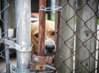 Decenas de perros rescatados de un refugio fraudulento en Uganda