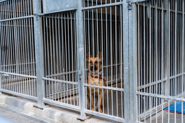 Decenas de perros rescatados de un refugio fraudulento en Uganda