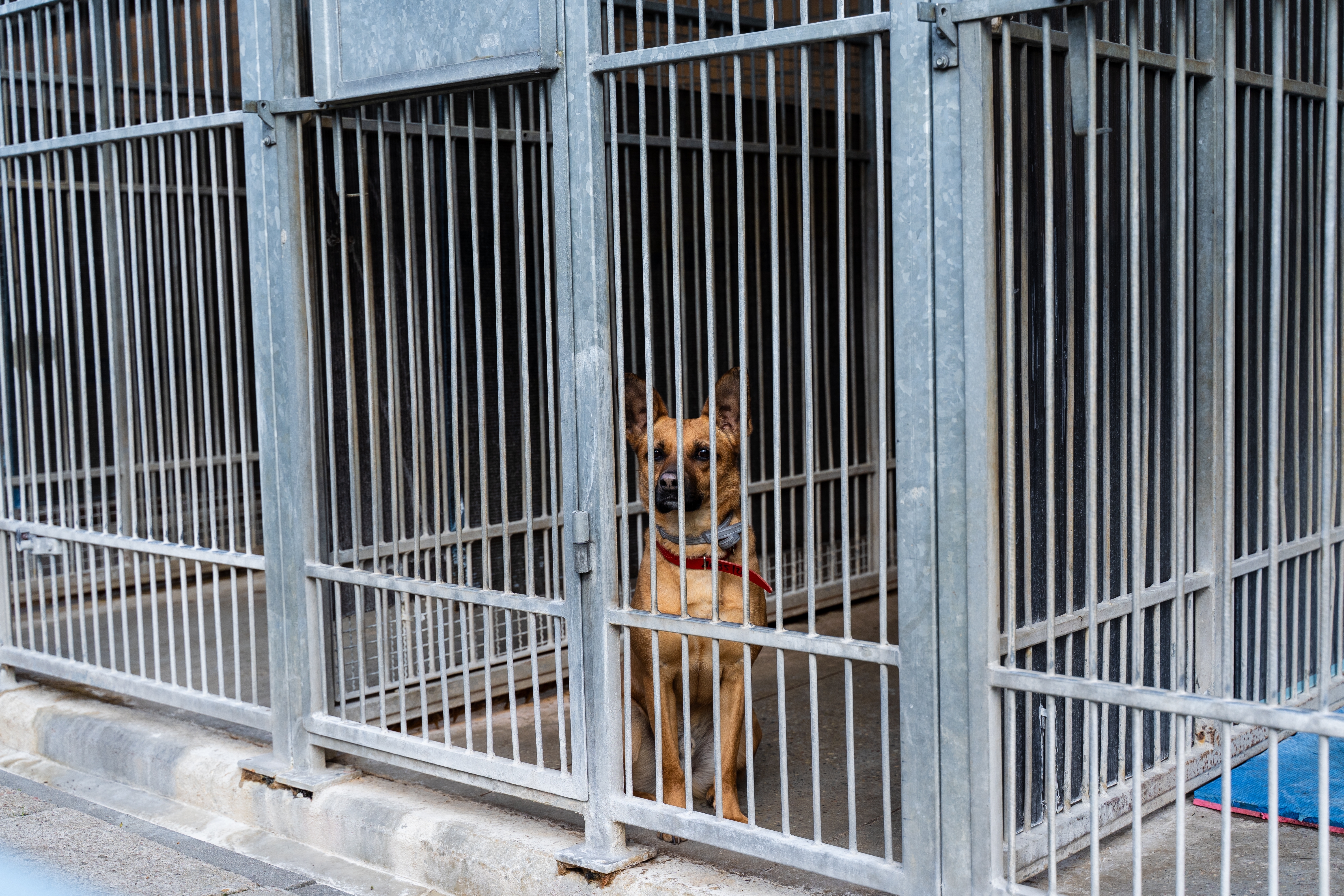 Decenas de perros rescatados de un refugio fraudulento en Uganda