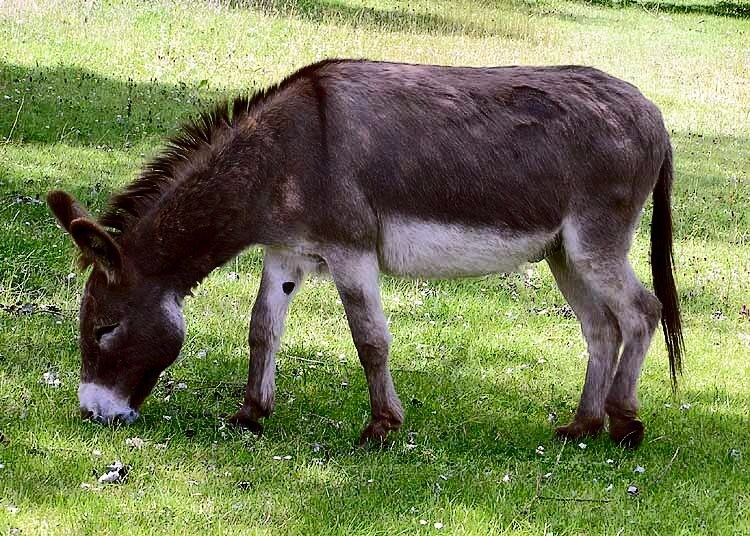 La terapia con burros ayuda a los pacientes psiquiátricos a recuperar la confianza