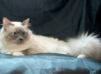 La gata m&aacute;s mimada del mundo no ha heredado nada, a pesar de los 1,5 millones de d&oacute;lares mencionados en el testamento