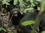 Se observa a chimpanc&eacute;s salvajes librando una "guerra civil" (que se cre&iacute;a exclusivamente humana) en un estudio sin precedentes
