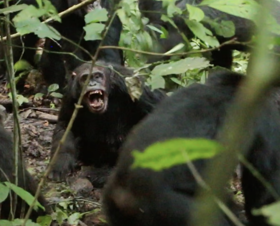Se observa a chimpancés salvajes librando una "guerra civil" (que se creía exclusivamente humana) en un estudio sin precedentes