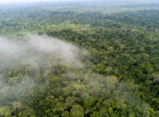 La fuerte ca&iacute;da en el n&uacute;mero de incendios en la Amazon&iacute;a te da nuevas esperanzas de que la situaci&oacute;n cambie