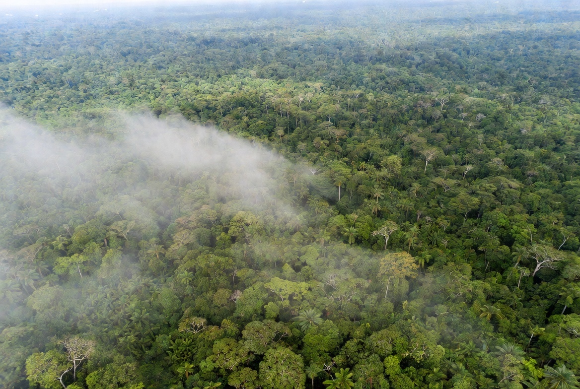 La fuerte caída en el número de incendios en la Amazonía te da nuevas esperanzas de que la situación cambie