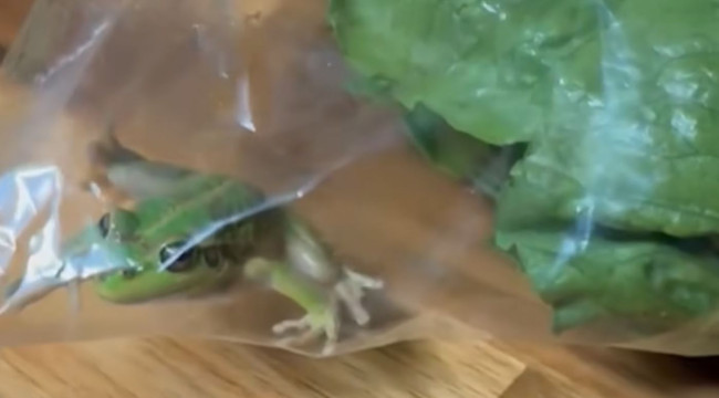 Sorprendidos por una rana viva en una bolsa de lechuga