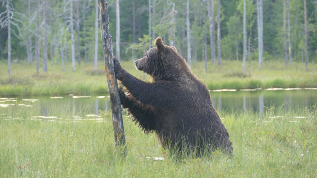 El jefe de Medio Ambiente de la UE dice que la repoblación de las fronteras podría ayudar a disuadir las invasiones: 
