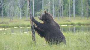 El jefe de Medio Ambiente de la UE dice que la repoblación de las fronteras podría ayudar a disuadir las invasiones: 