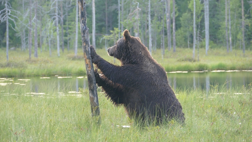 El jefe de Medio Ambiente de la UE dice que la repoblación de las fronteras podría ayudar a disuadir las invasiones: "Tenemos que invertir en la naturaleza"