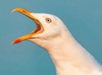 Un hombre presuntamente mata a pu&ntilde;etazos a una gaviota tras robarle la merienda