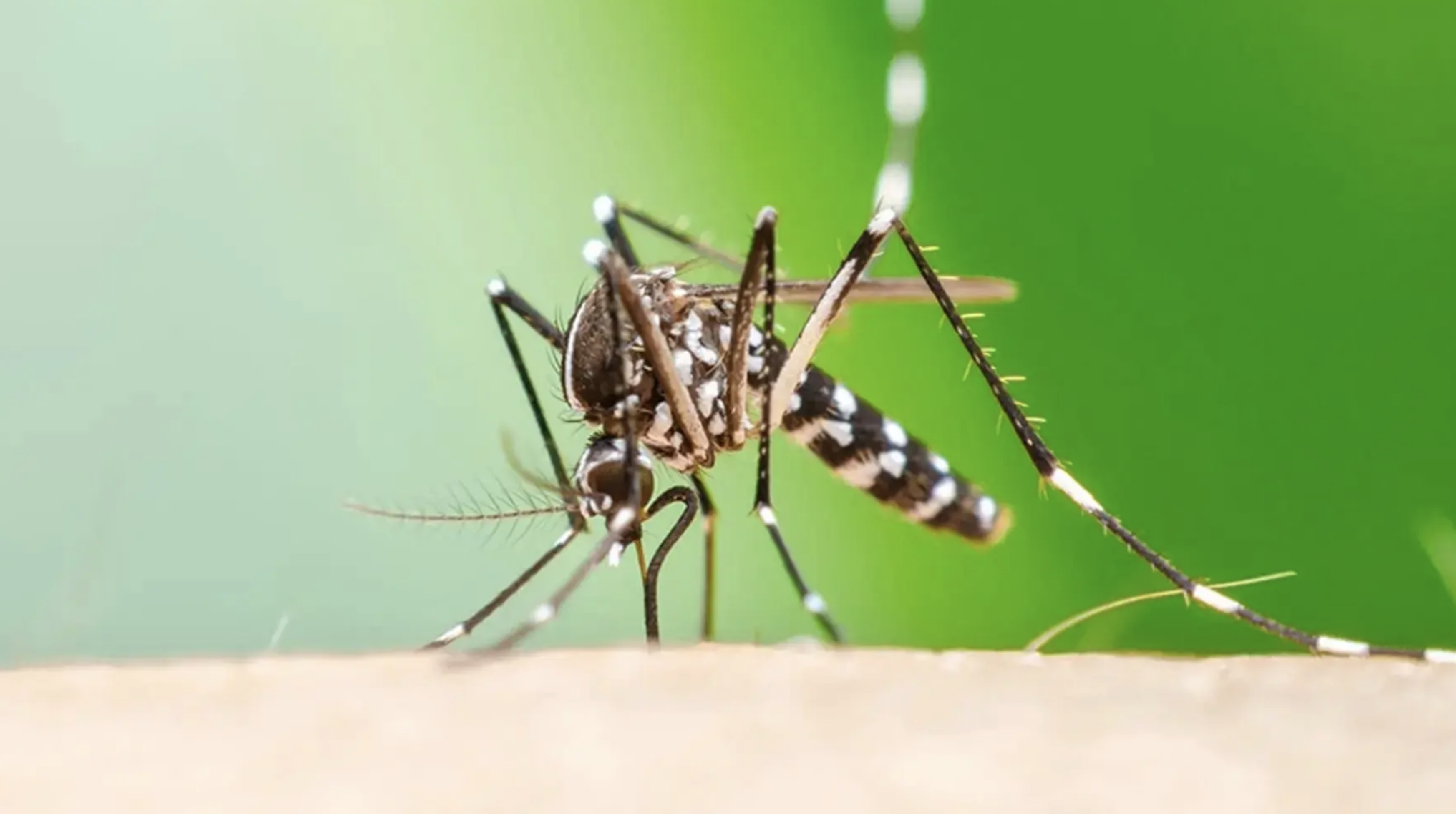 Un estudio advierte del riesgo de que la enfermedad conocida como Chikungunya se extienda por Europa a medida que se calienta el clima