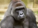 La Casa Blanca llama a Harambe "Verdadero Patriota"