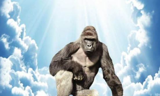La Casa Blanca llama a Harambe "Verdadero Patriota"