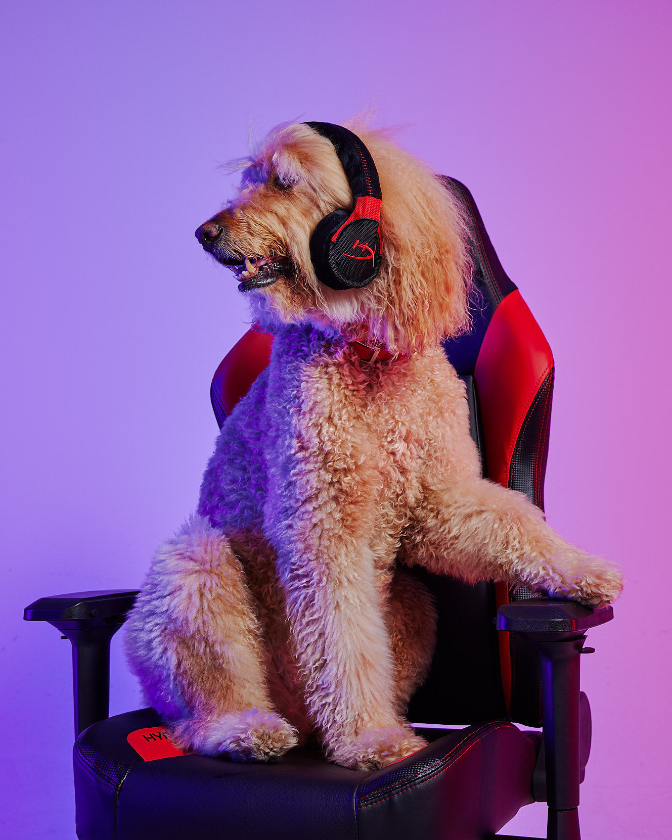 HyperX has announced a series of dog toys