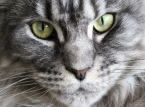 Un gato salva a una familia de una intoxicaci&oacute;n por mon&oacute;xido de carbono