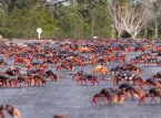 Los cruces de carretera m&aacute;s seguros hacen que la poblaci&oacute;n de cangrejos terrestres de manglar se recupere en Taiw&aacute;n