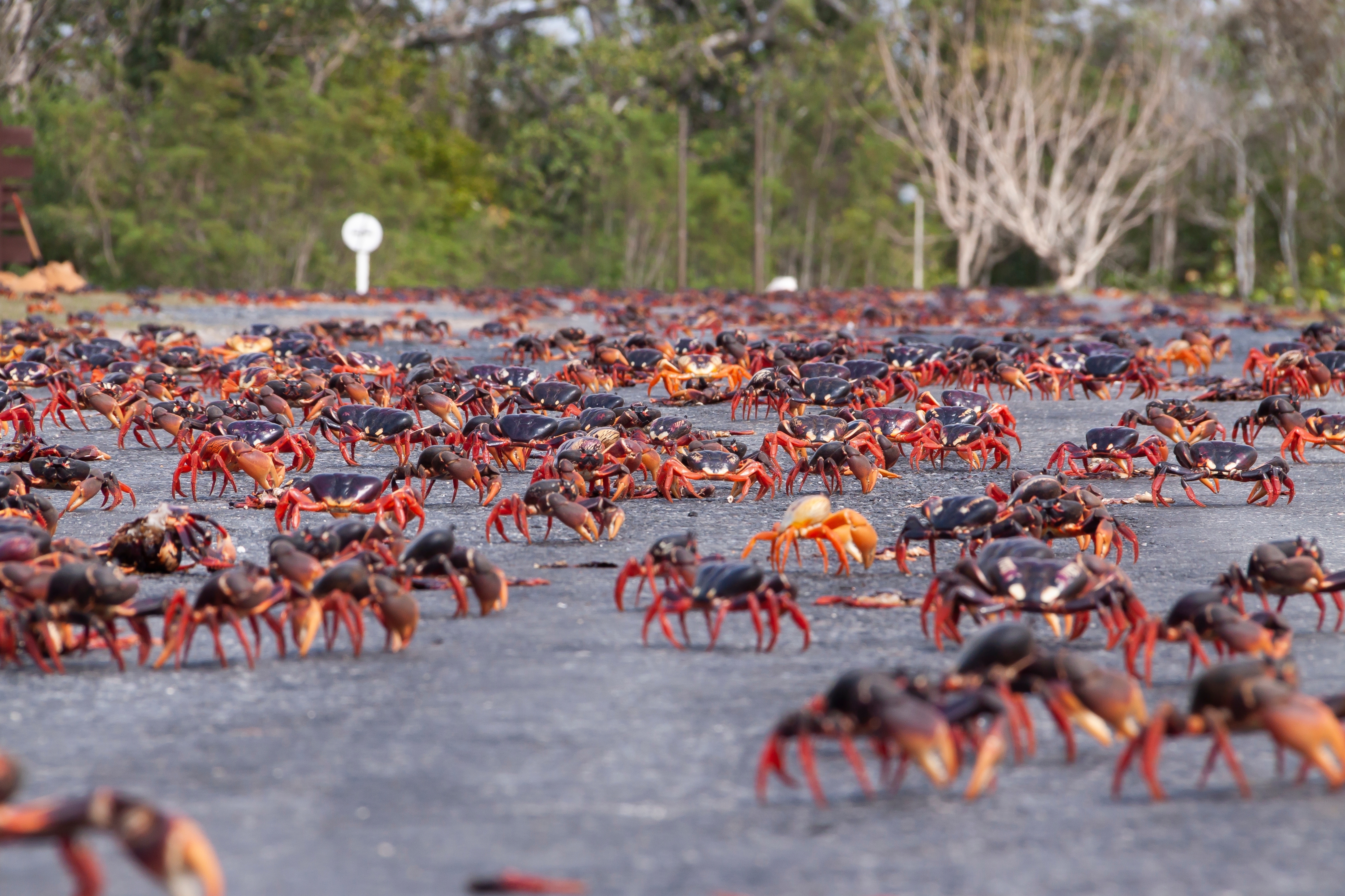 Los cruces de carretera más seguros hacen que la población de cangrejos terrestres de manglar se recupere en Taiwán