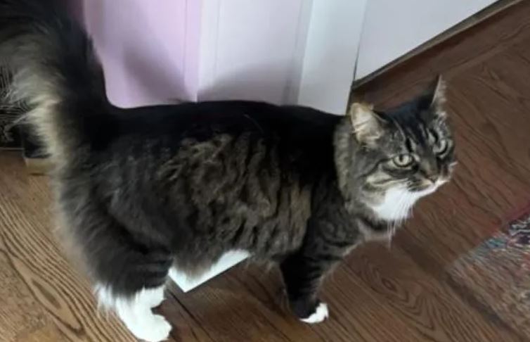Un gato salva a una familia de una intoxicación por monóxido de carbono